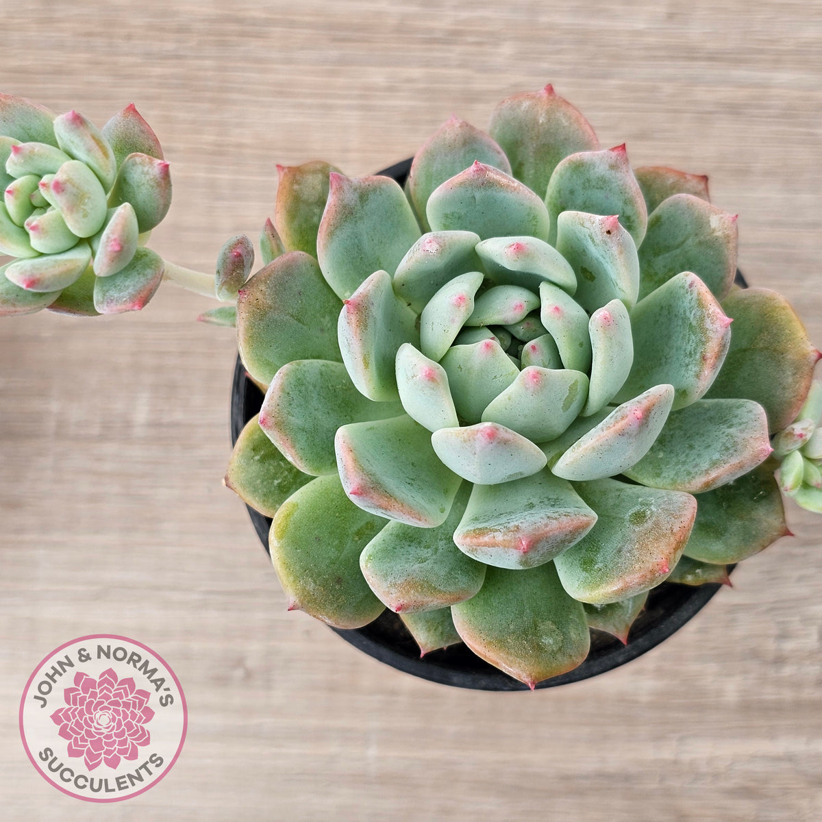 Echeveria 'Frosty Bloom'