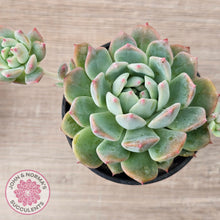Load image into Gallery viewer, Echeveria 'Frosty Bloom'