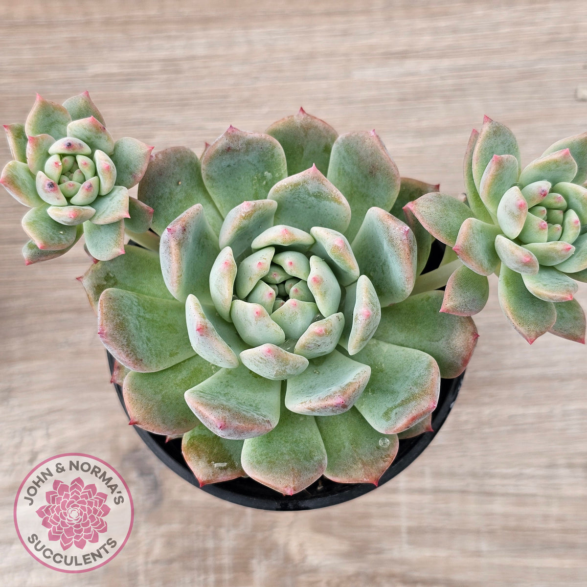 Echeveria 'Frosty Bloom'