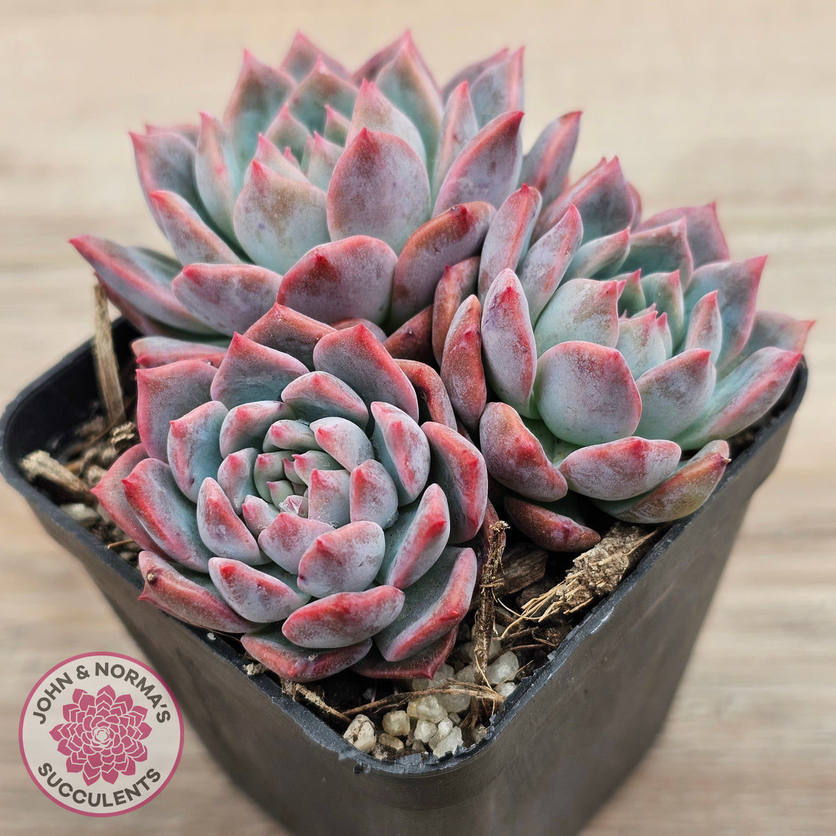 Echeveria 'Frosty Bloom'