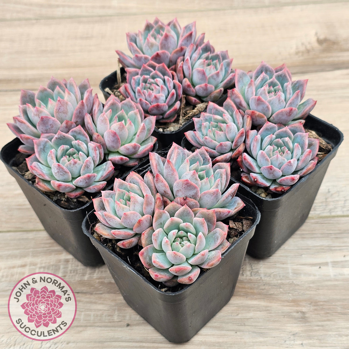 Echeveria 'Frosty Bloom'