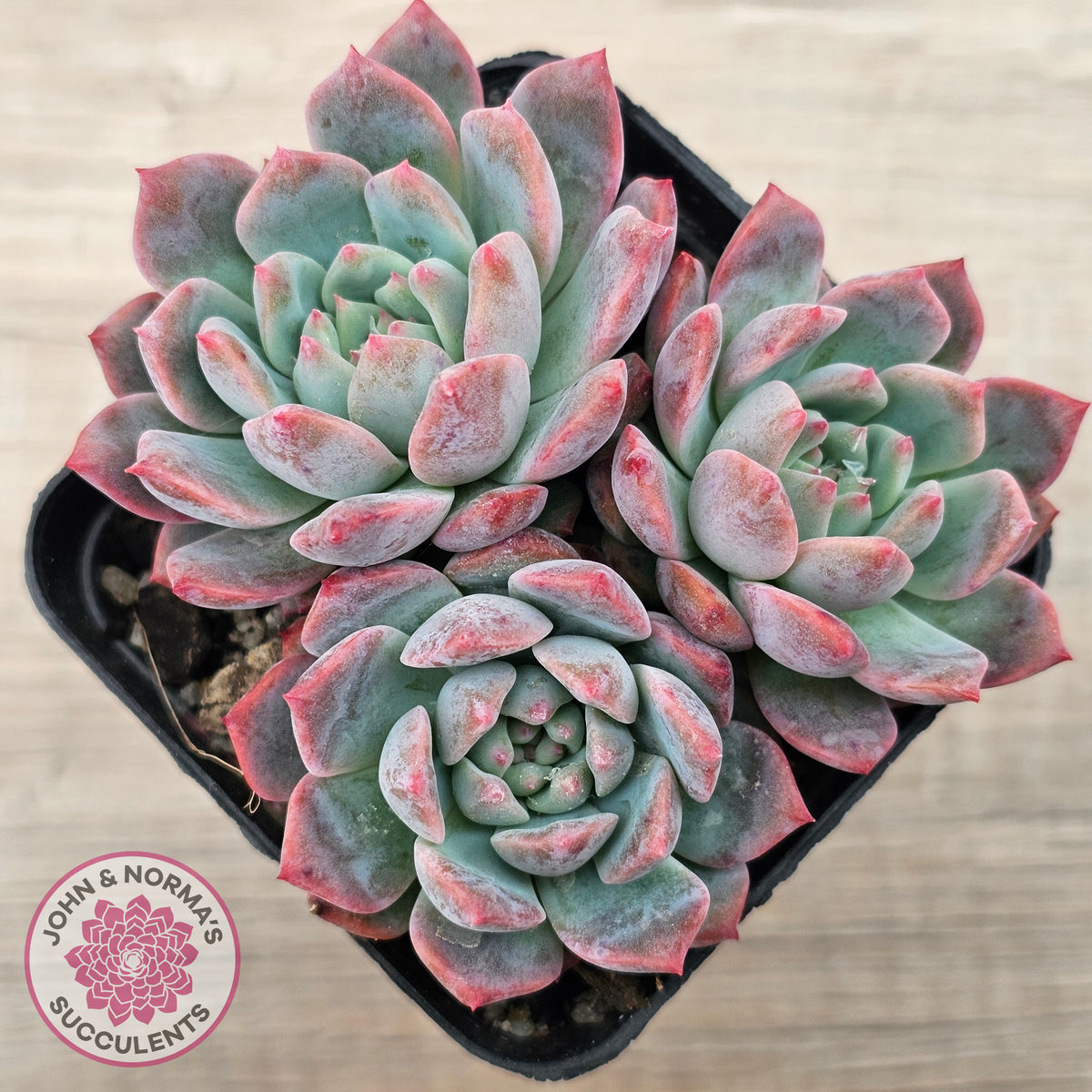 Echeveria 'Frosty Bloom'
