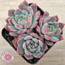 Load image into Gallery viewer, Echeveria 'Frosty Bloom'