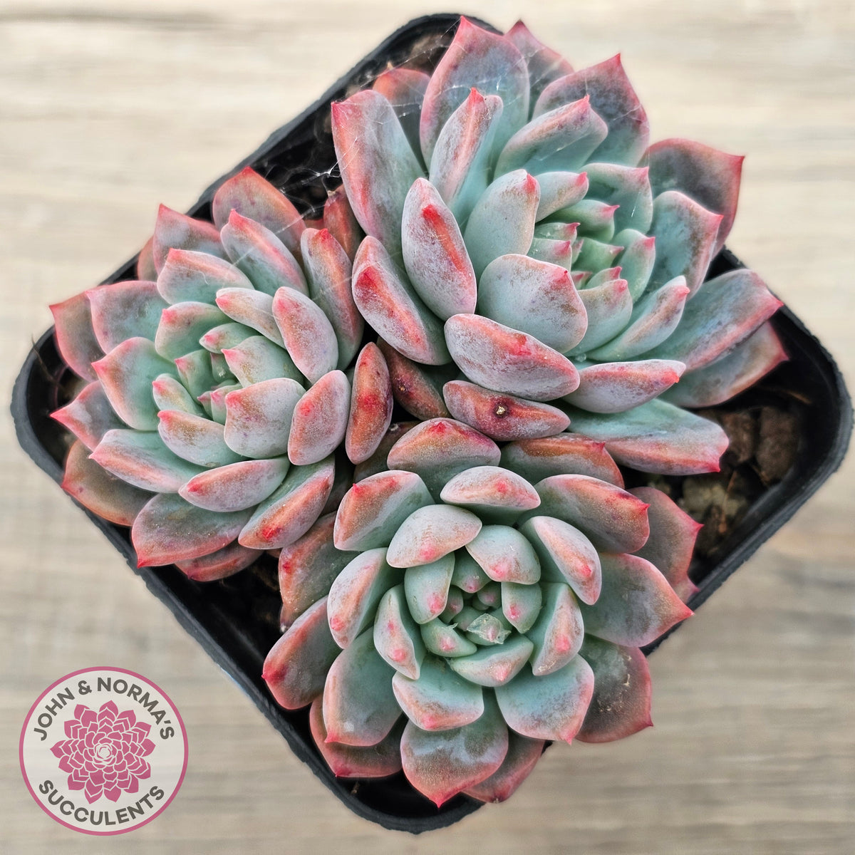 Echeveria 'Frosty Bloom'