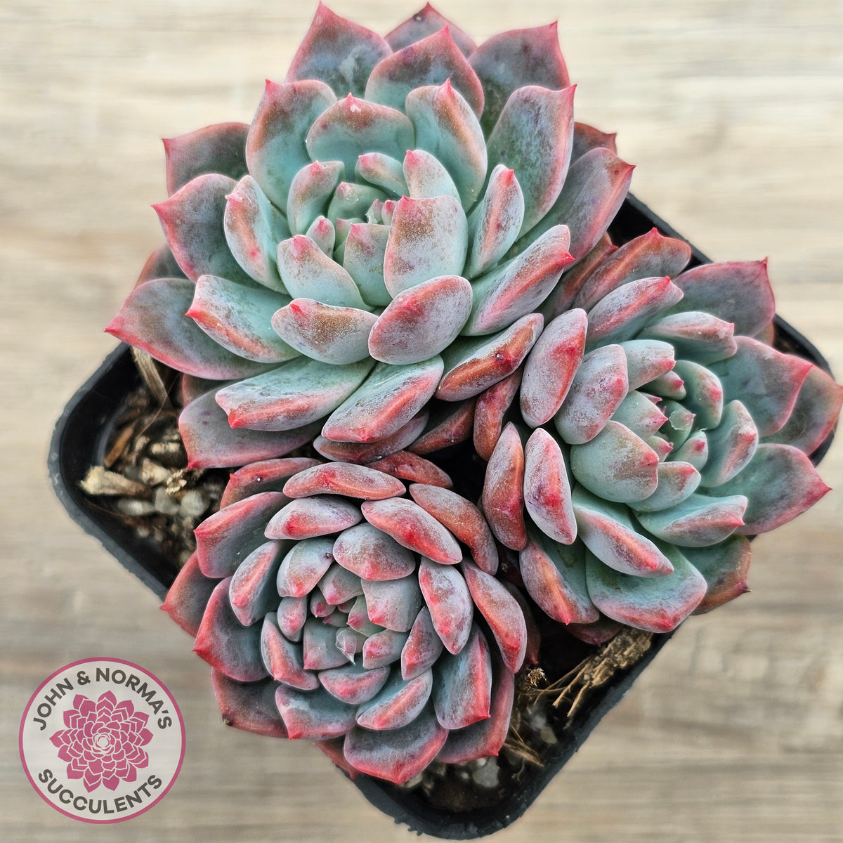 Echeveria 'Frosty Bloom'