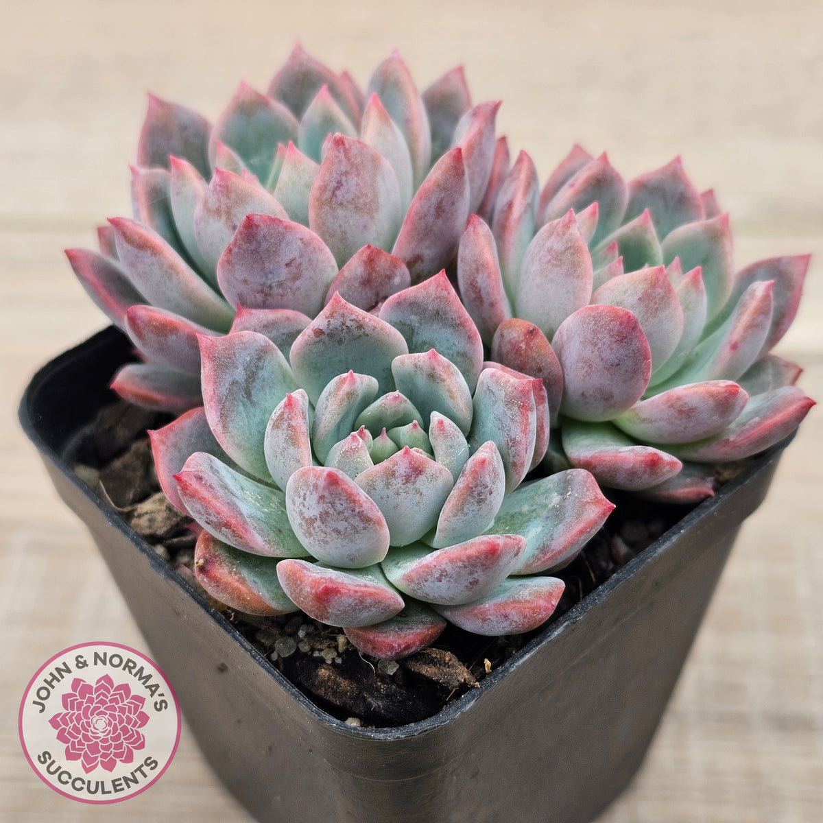 Echeveria 'Frosty Bloom'