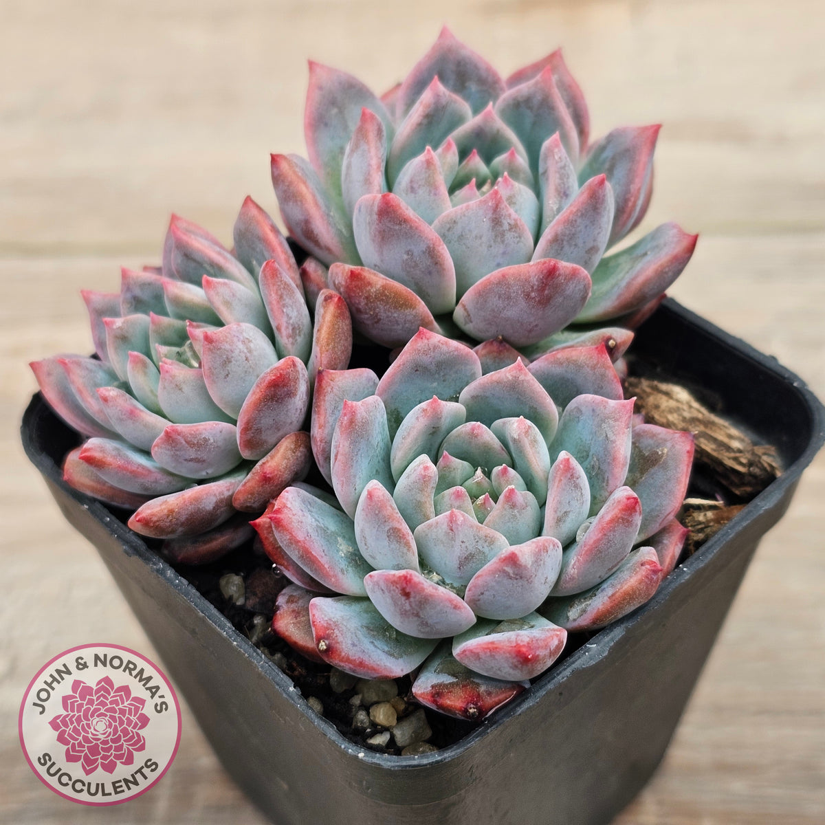 Echeveria 'Frosty Bloom'