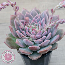 Load image into Gallery viewer, Echeveria 'Frosty Bloom'