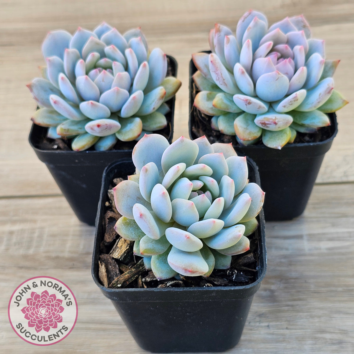 Echeveria 'Fu Rong'