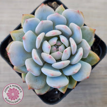 Load image into Gallery viewer, Echeveria 'Fu Rong'
