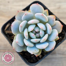 Load image into Gallery viewer, Echeveria 'Fu Rong'