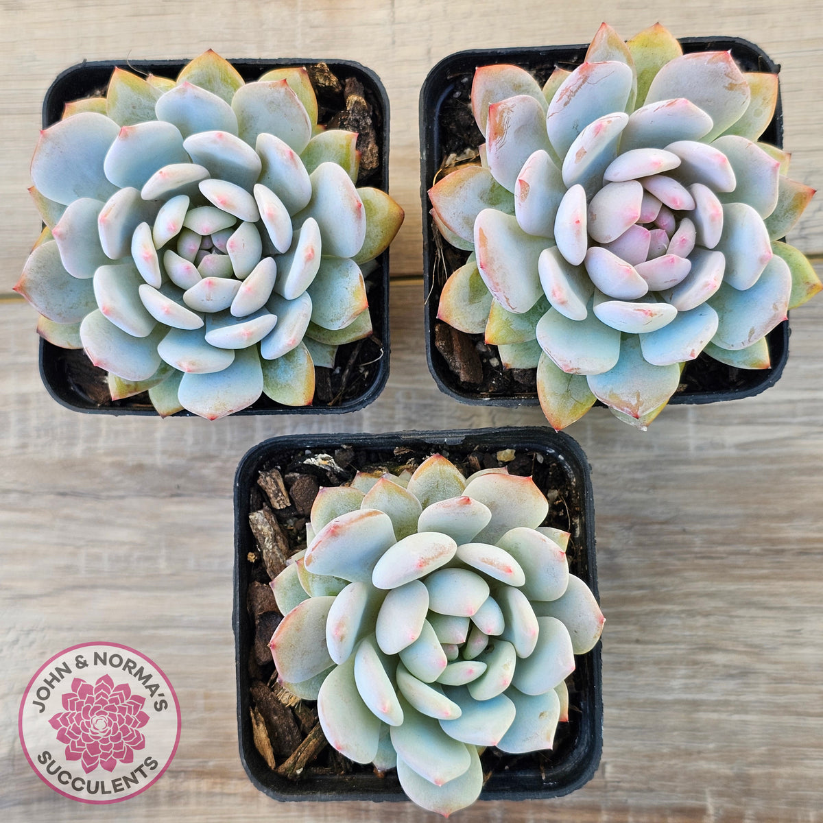 Echeveria 'Fu Rong'