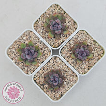 Load image into Gallery viewer, Echeveria 'Gem Rose' - John & Norma's Succulents Australia