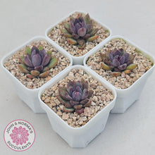 Load image into Gallery viewer, Echeveria 'Gem Rose' - John & Norma's Succulents Australia