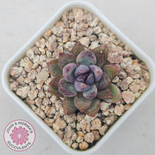 Load image into Gallery viewer, Echeveria 'Gem Rose' - John & Norma's Succulents Australia