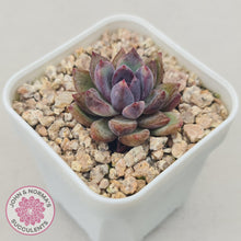 Load image into Gallery viewer, Echeveria 'Gem Rose' - John & Norma's Succulents Australia