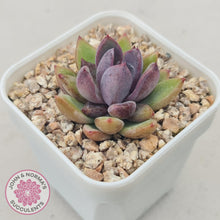 Load image into Gallery viewer, Echeveria 'Gem Rose' - John & Norma's Succulents Australia
