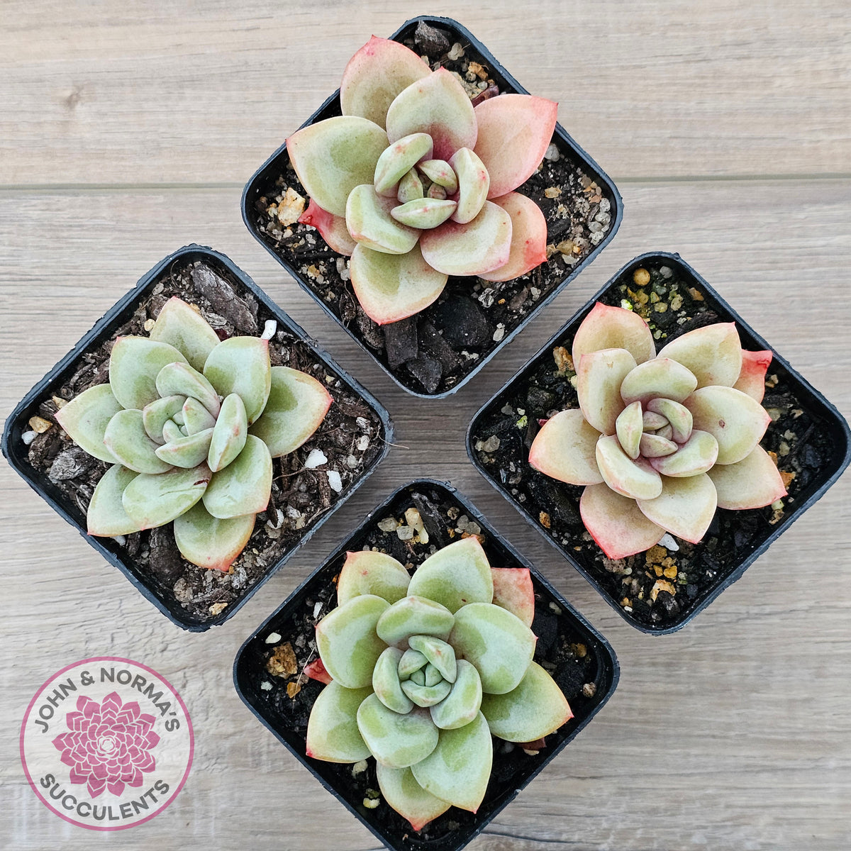 Echeveria German Champagne