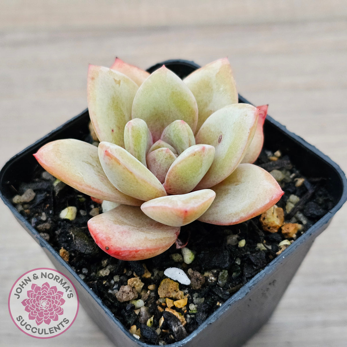 Echeveria German Champagne