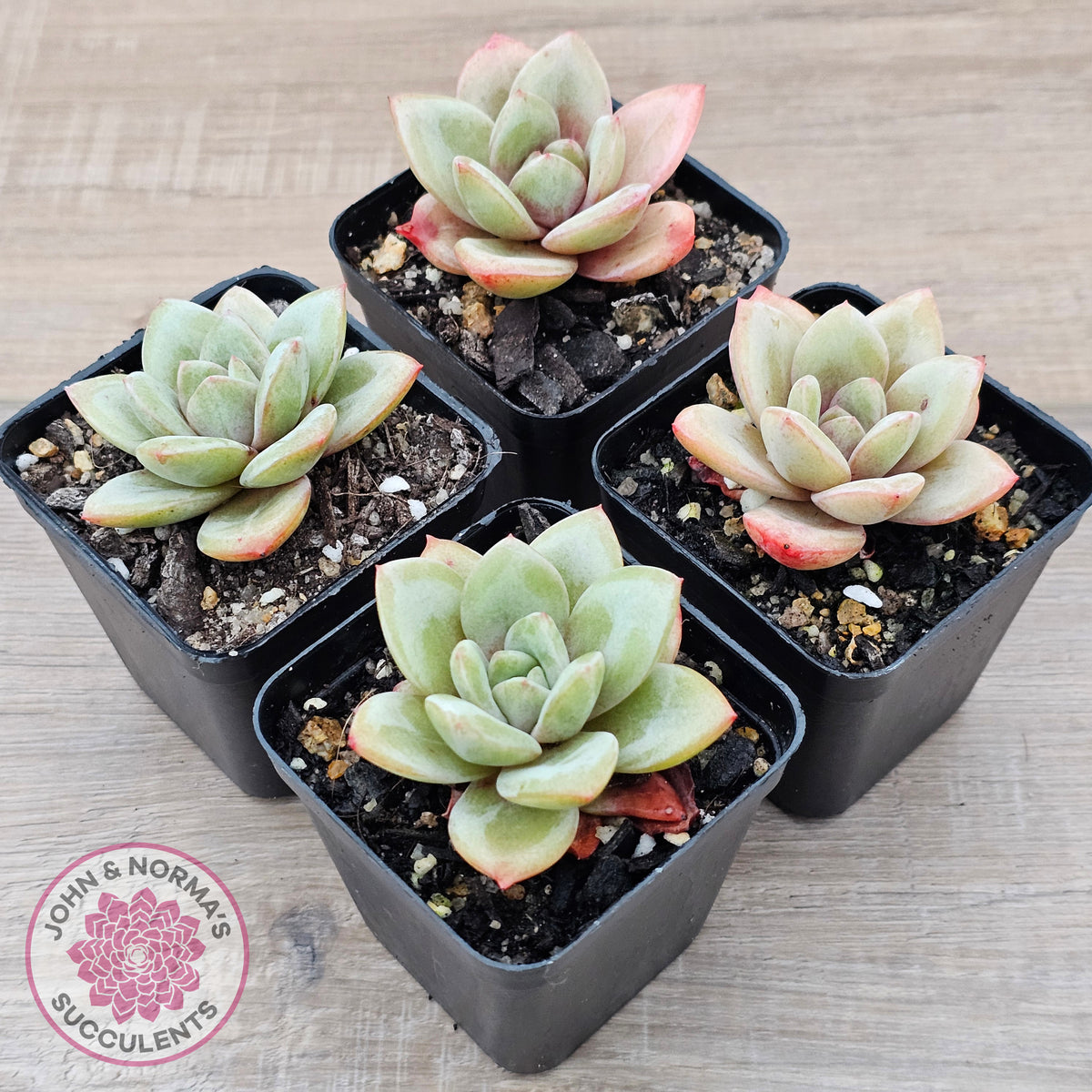 Echeveria German Champagne