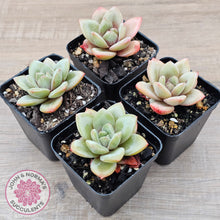 Load image into Gallery viewer, Echeveria German Champagne