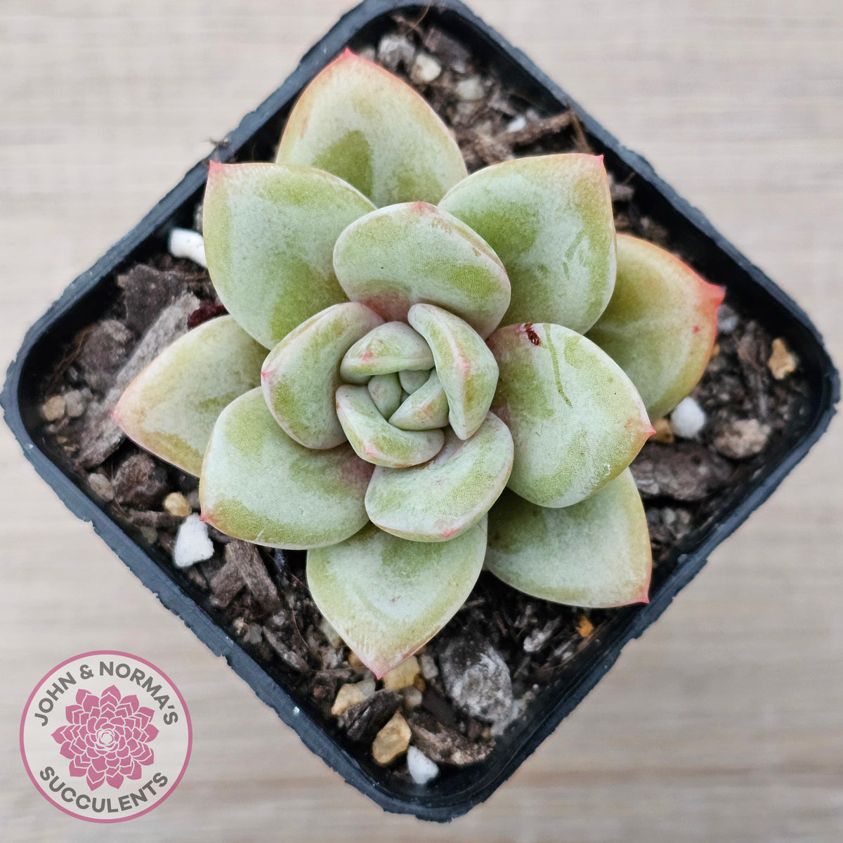 Echeveria German Champagne