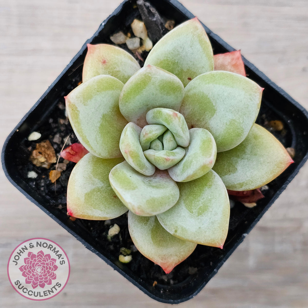 Echeveria German Champagne