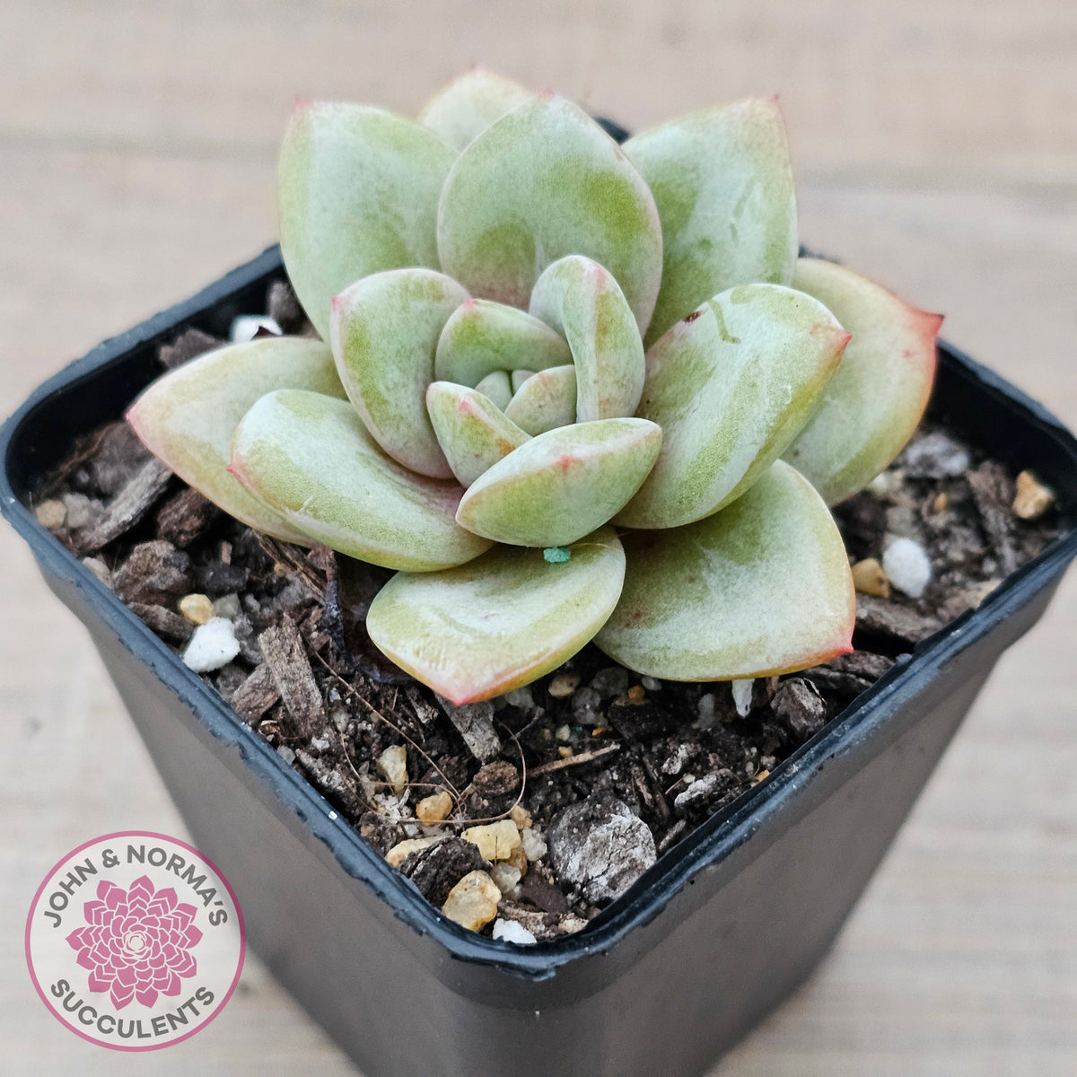 Echeveria German Champagne