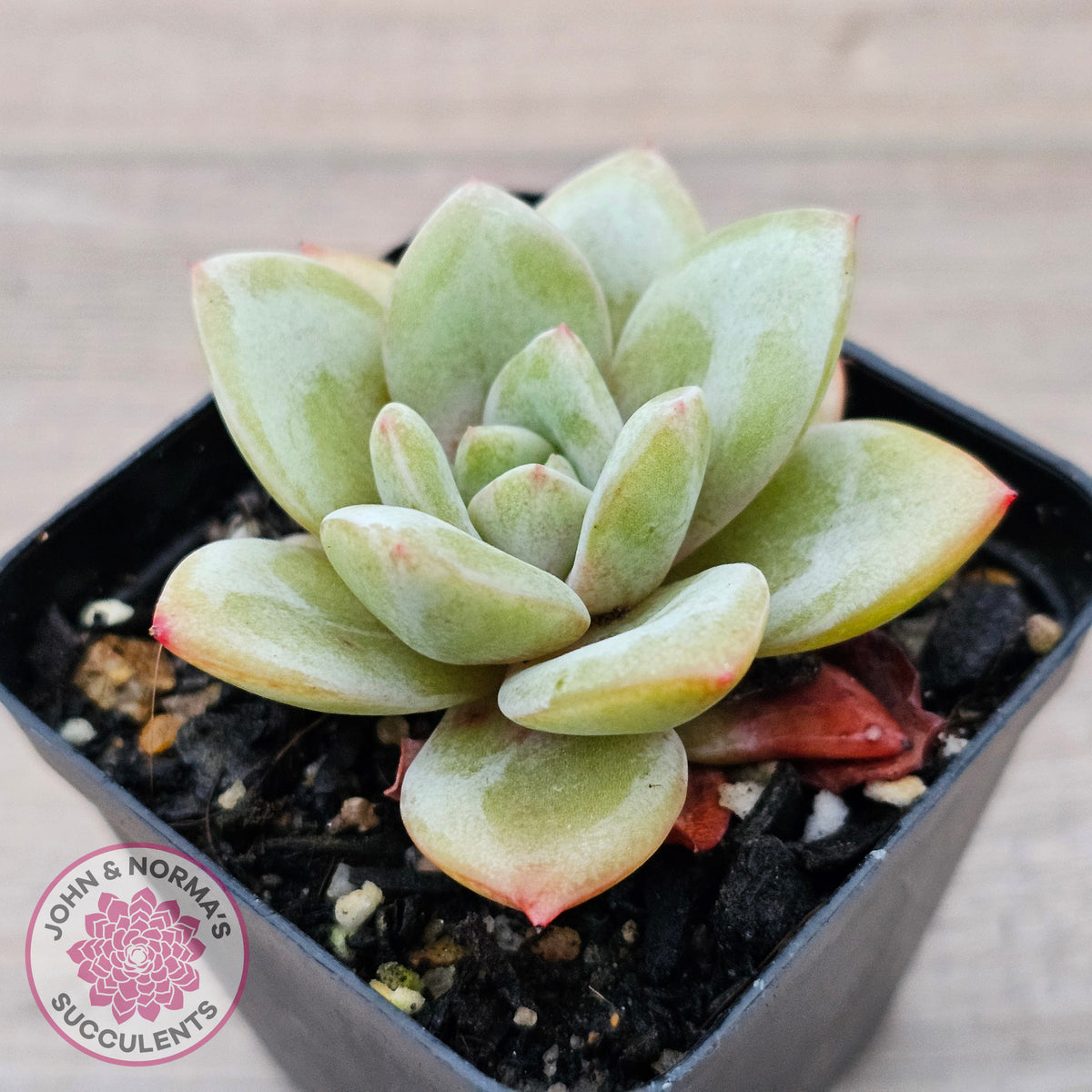 Echeveria German Champagne