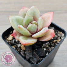Load image into Gallery viewer, Echeveria German Champagne