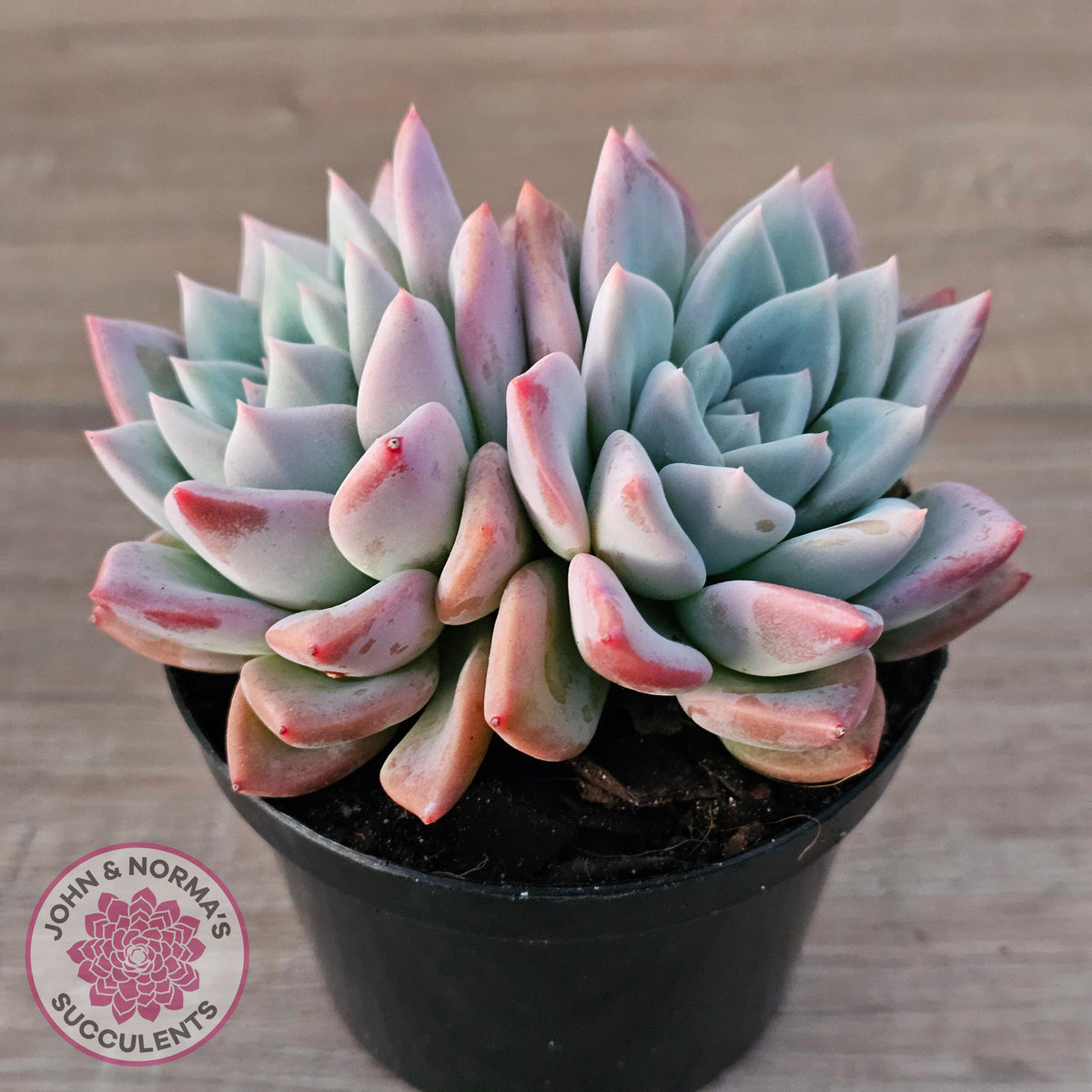 Echeveria Ghost (Multi)