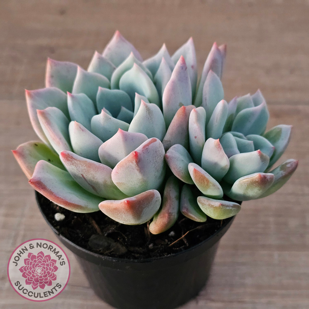 Echeveria Ghost (Multi)