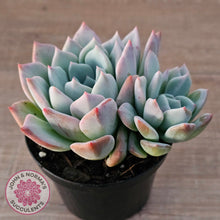 Load image into Gallery viewer, Echeveria Ghost (Multi)
