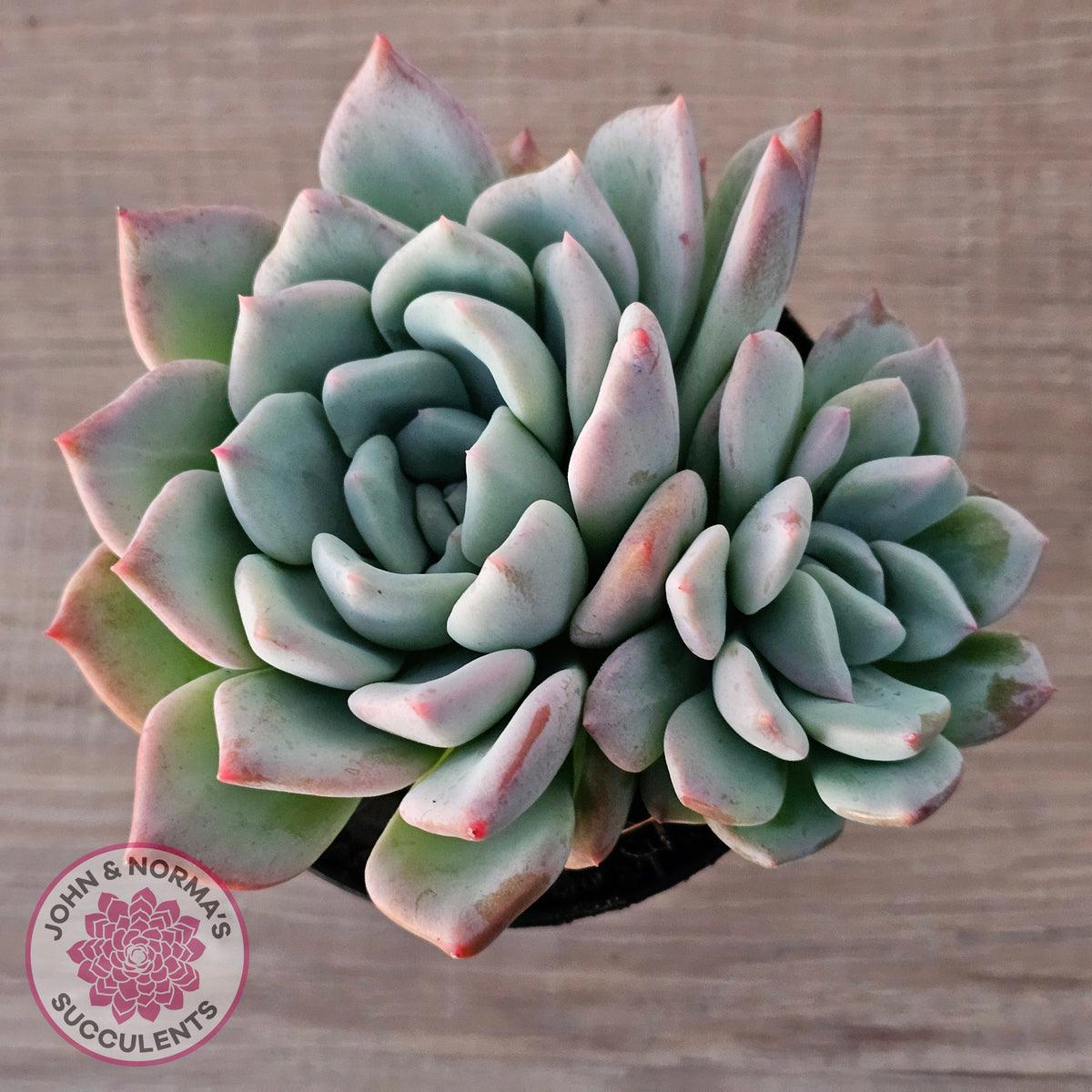 Echeveria Ghost (Multi)
