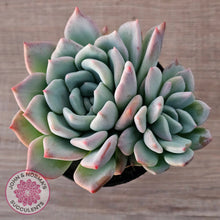 Load image into Gallery viewer, Echeveria Ghost (Multi)