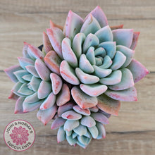 Load image into Gallery viewer, Echeveria Ghost
