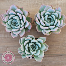 Load image into Gallery viewer, Echeveria Ghost