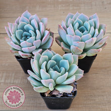 Load image into Gallery viewer, Echeveria Ghost