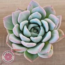 Load image into Gallery viewer, Echeveria Ghost