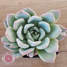 Load image into Gallery viewer, Echeveria Ghost