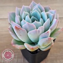 Load image into Gallery viewer, Echeveria Ghost
