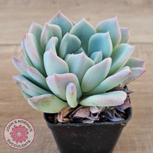 Load image into Gallery viewer, Echeveria Ghost