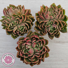 Load image into Gallery viewer, Echeveria Gilva Crested
