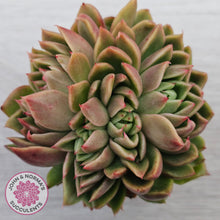 Load image into Gallery viewer, Echeveria Gilva Crested
