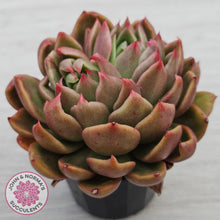 Load image into Gallery viewer, Echeveria Gilva Crested