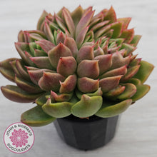 Load image into Gallery viewer, Echeveria Gilva Crested