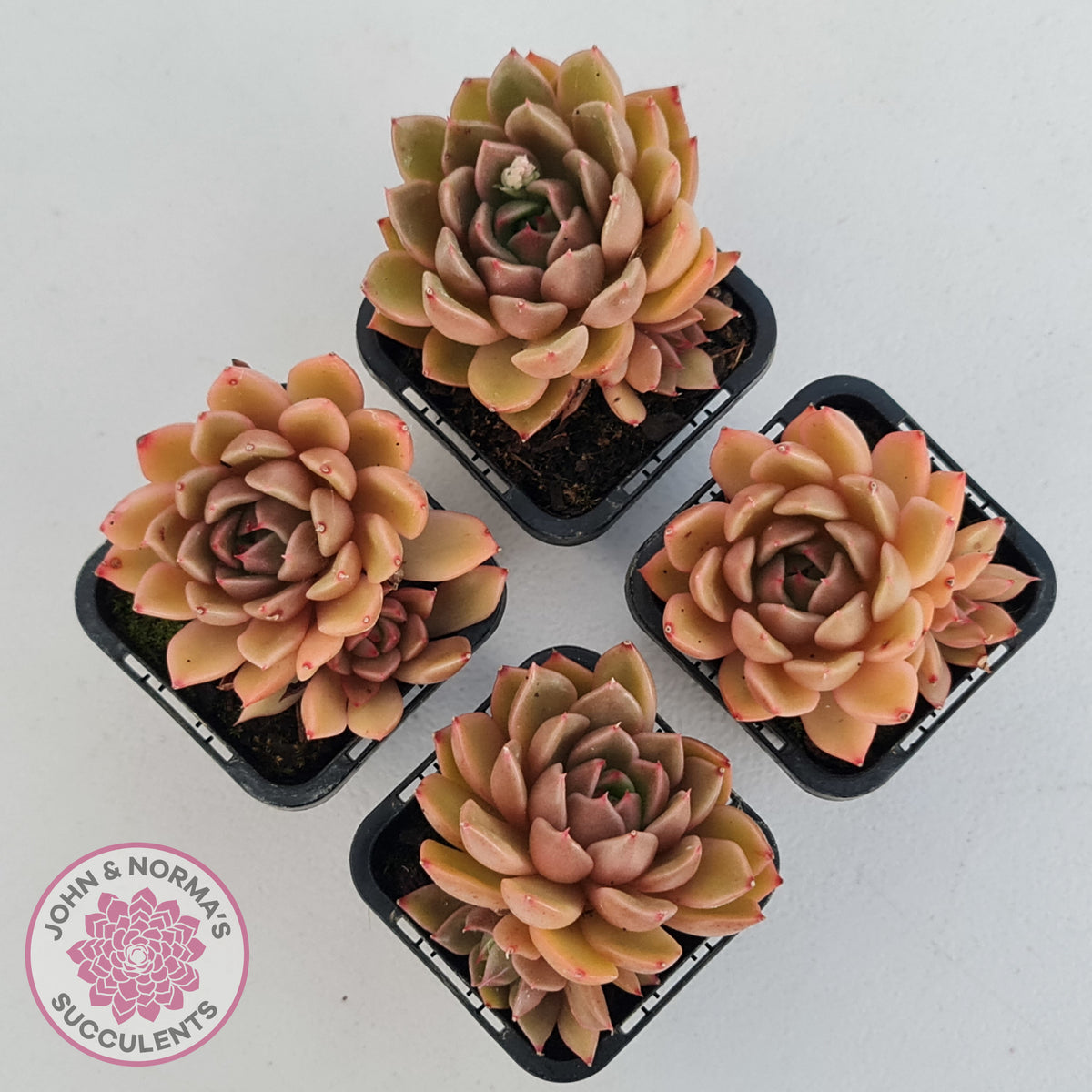 Echeveria Agavoides Gilva