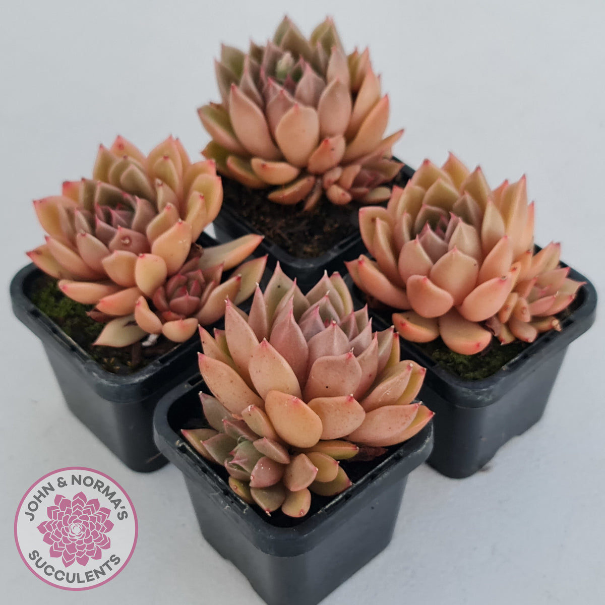 Echeveria Agavoides Gilva
