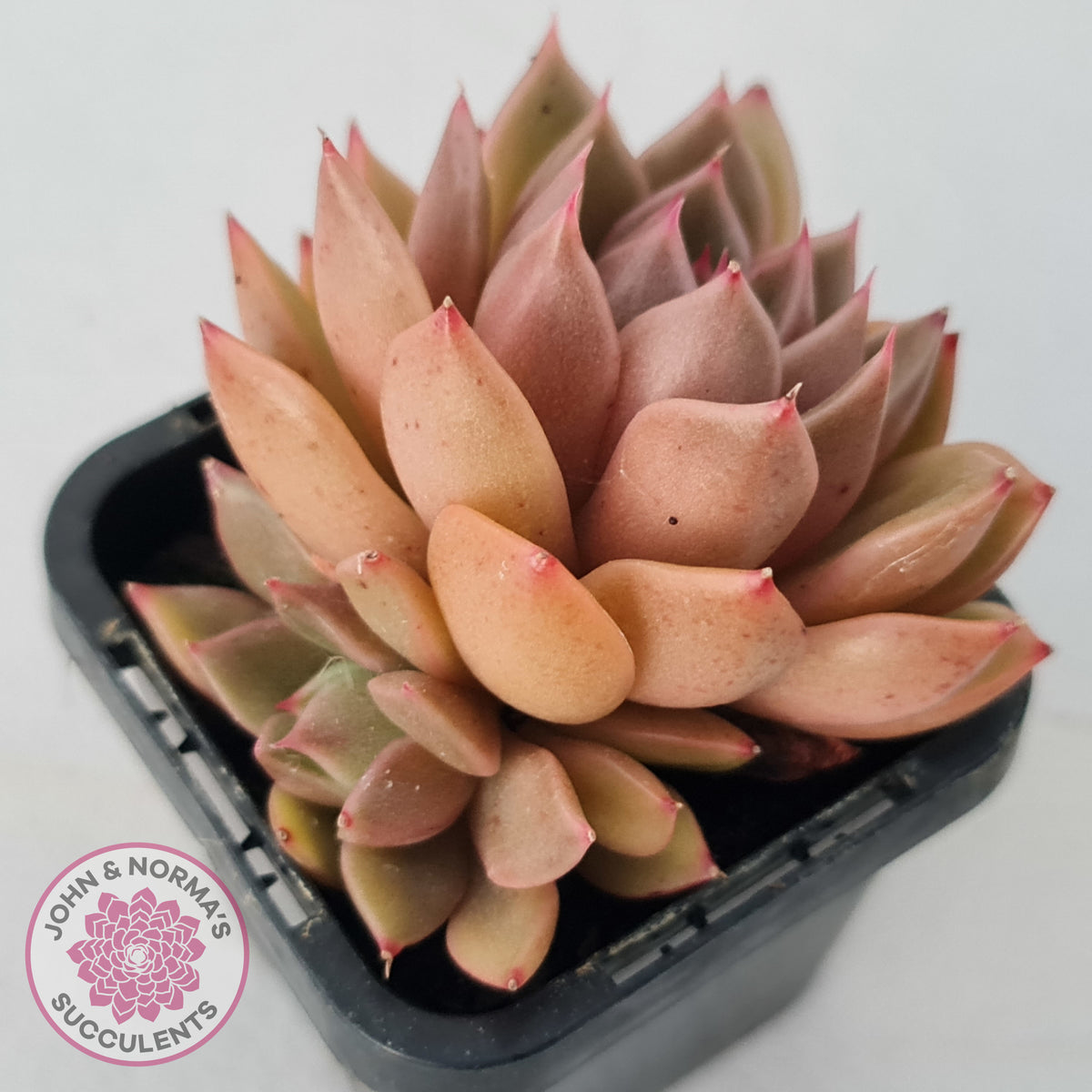 Echeveria Agavoides Gilva