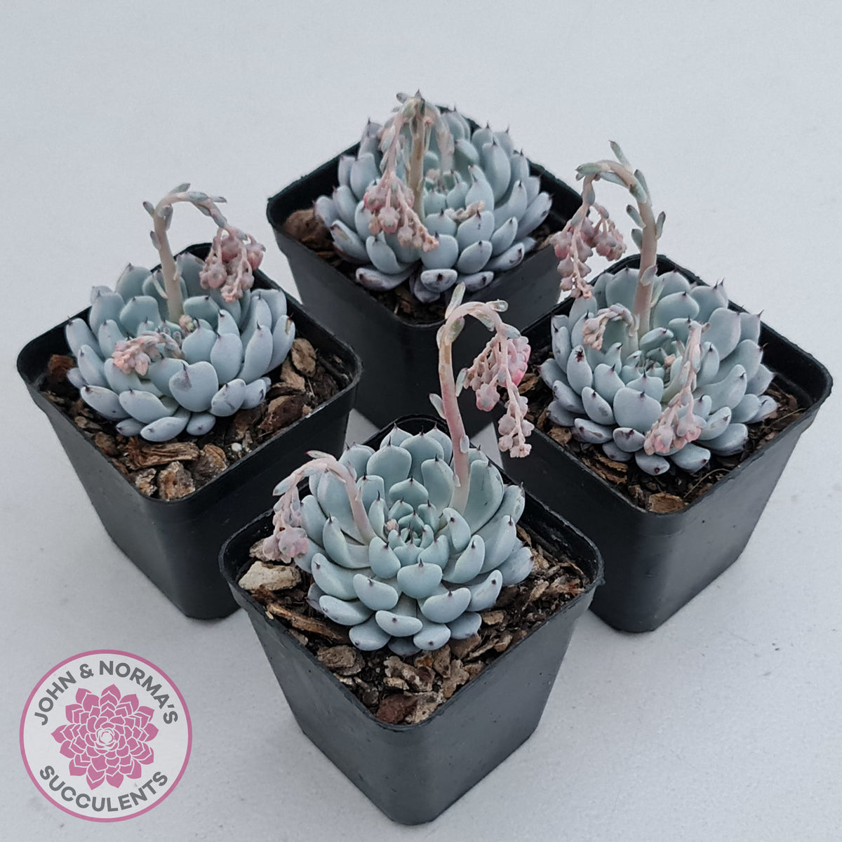 Echeveria Gmmul x White Zaragoza